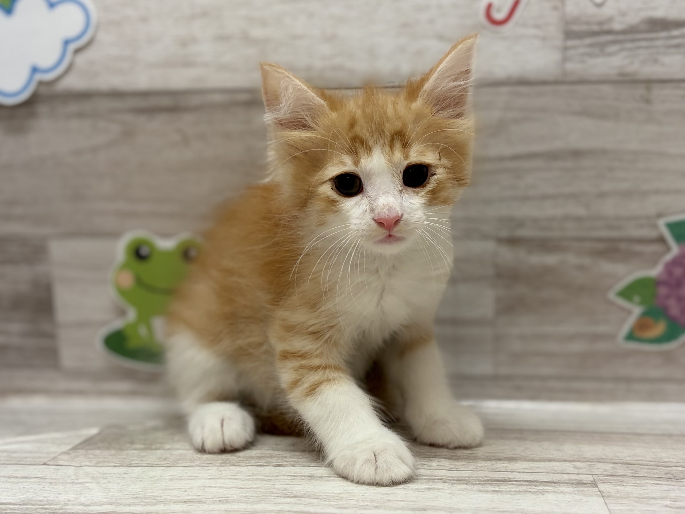 ノルウェージャンフォレストキャット