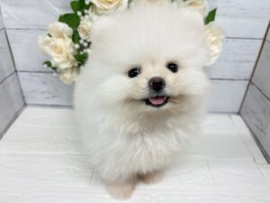 ポメラニアン￥317,900(税込)
