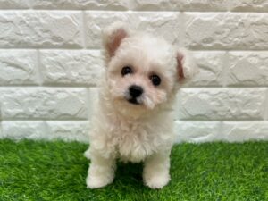 ビションフリーゼ￥295,900(税込)→7/9まで￥262,900(税込)
