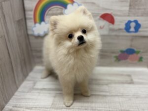 ④ポメラニアン　￥316,800(税込)