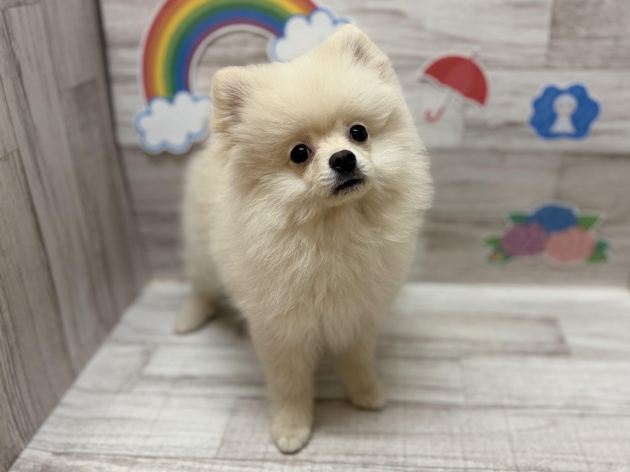 ④ポメラニアン