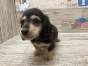 ④ミニチュアダックスフンド(ロング)　￥217,800(税込)
