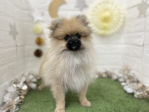 ③ポメラニアン　￥272,800(税込)→6/14まで￥184,800(税込)