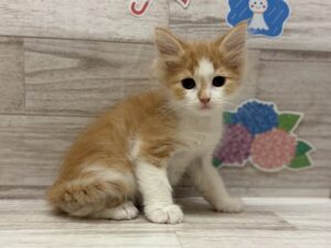 ノルウェージャンフォレストキャット　￥217,800(税込)