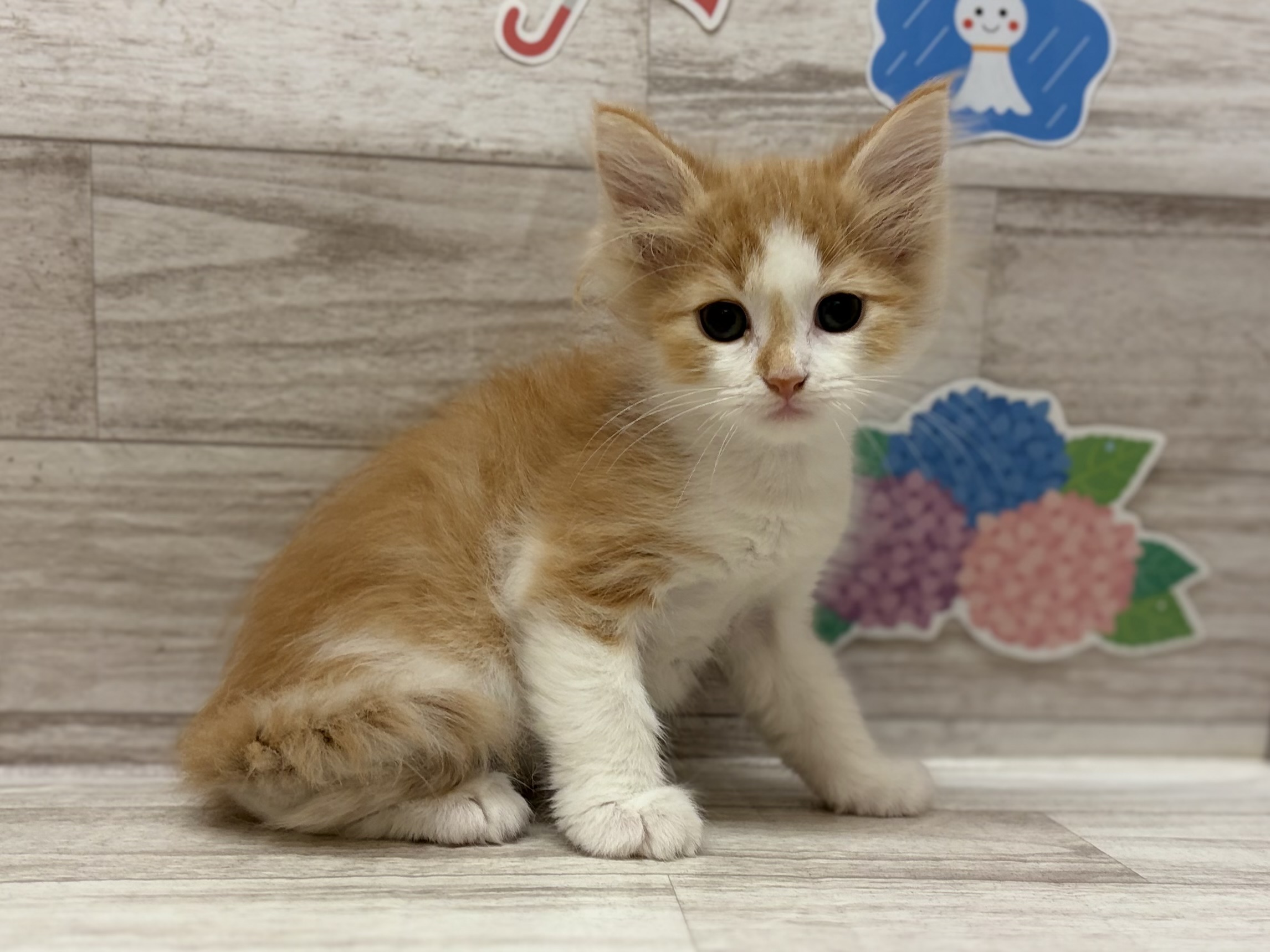 ノルウェージャンフォレストキャット