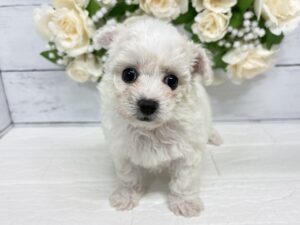 ビションフリーゼ￥295,900(税込)