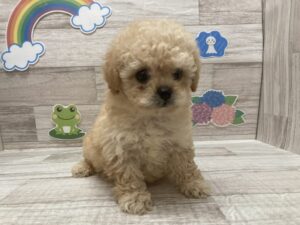 ⑤Mix(トイプードル×ペキニーズ)　￥217,800(税込)