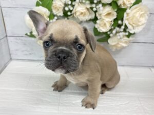 フレンチブルドック￥328,900(税込)