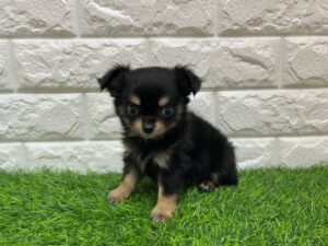 チワワ(ロング) ￥251,900(税込)→7/9まで￥207,900(税込)