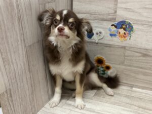 ④Mix(チワワ×パピヨン)　￥129,800(税込)→7/23まで４万円引き