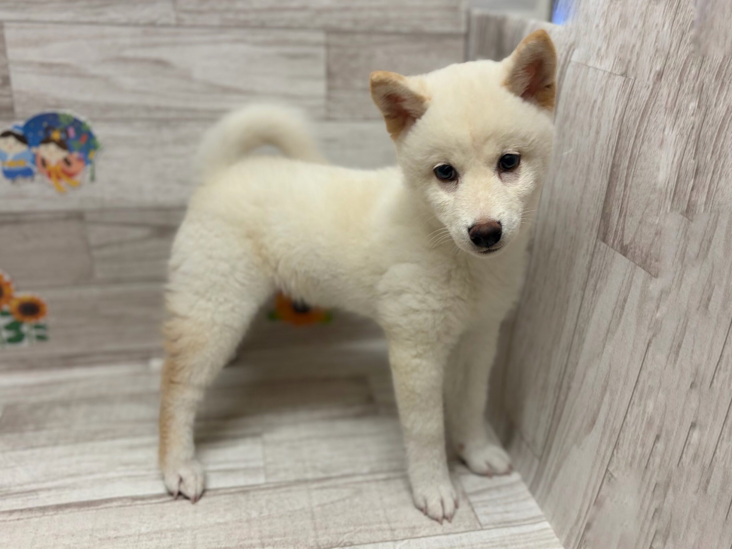 ⑤柴犬