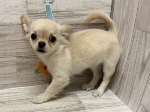 ③チワワ(ロング)　￥294,800(税込)