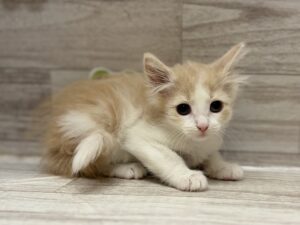 ノルウェージャンフォレストキャット　￥217,800(税込)