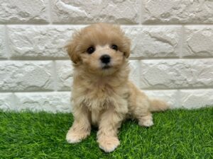 MIX(父マルチーズ×母トイプードル)￥207,900(税込)→7/9まで￥174,900(税込)