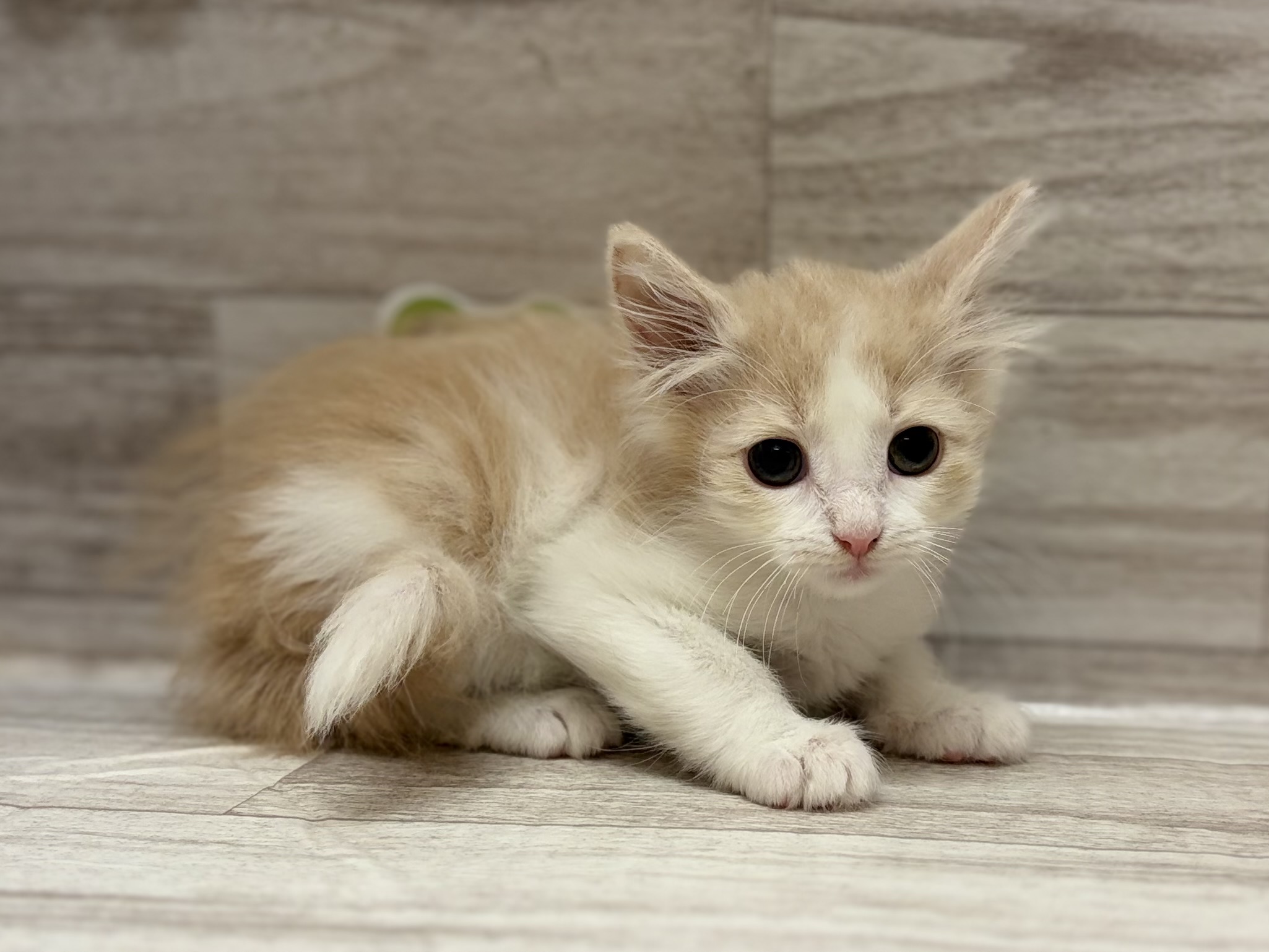 ノルウェージャンフォレストキャット
