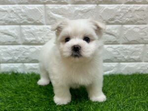 Mix（父ポメラニアン×母マルチーズ）￥196,900(税込)