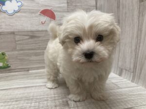 ③Mix(マルチーズ×トイプードル)　￥250,800(税込)