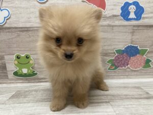 ①ポメラニアン　￥217,800(税込)