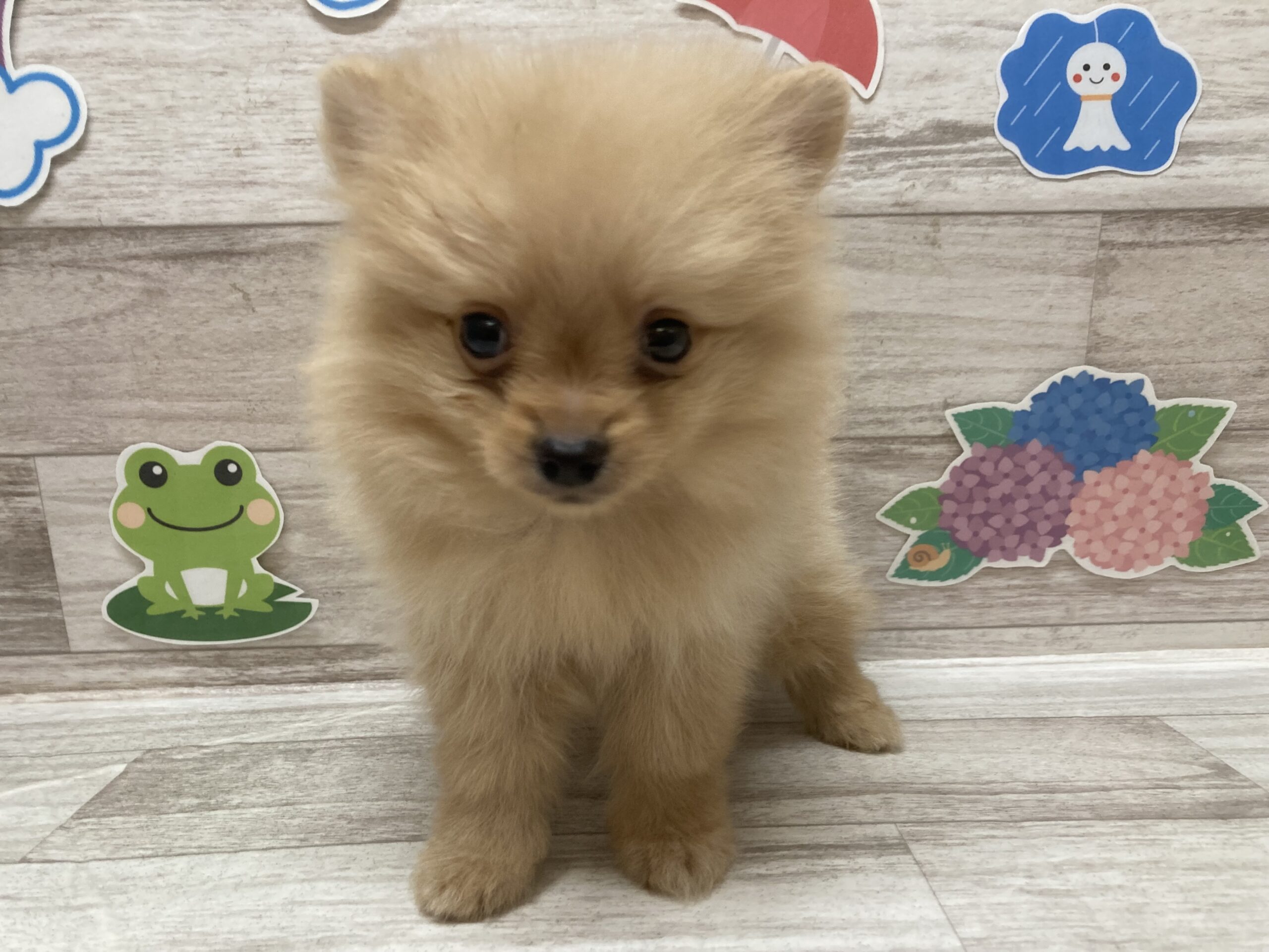 ①ポメラニアン