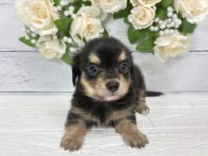 MIX(父チワワ(ロング)×母ミニチュアダックスフンド(ロング））￥251,900(税込)