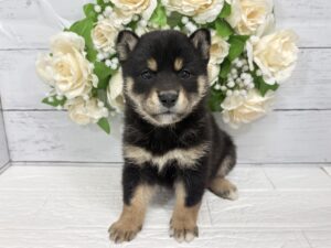 柴犬¥295,900(税込)