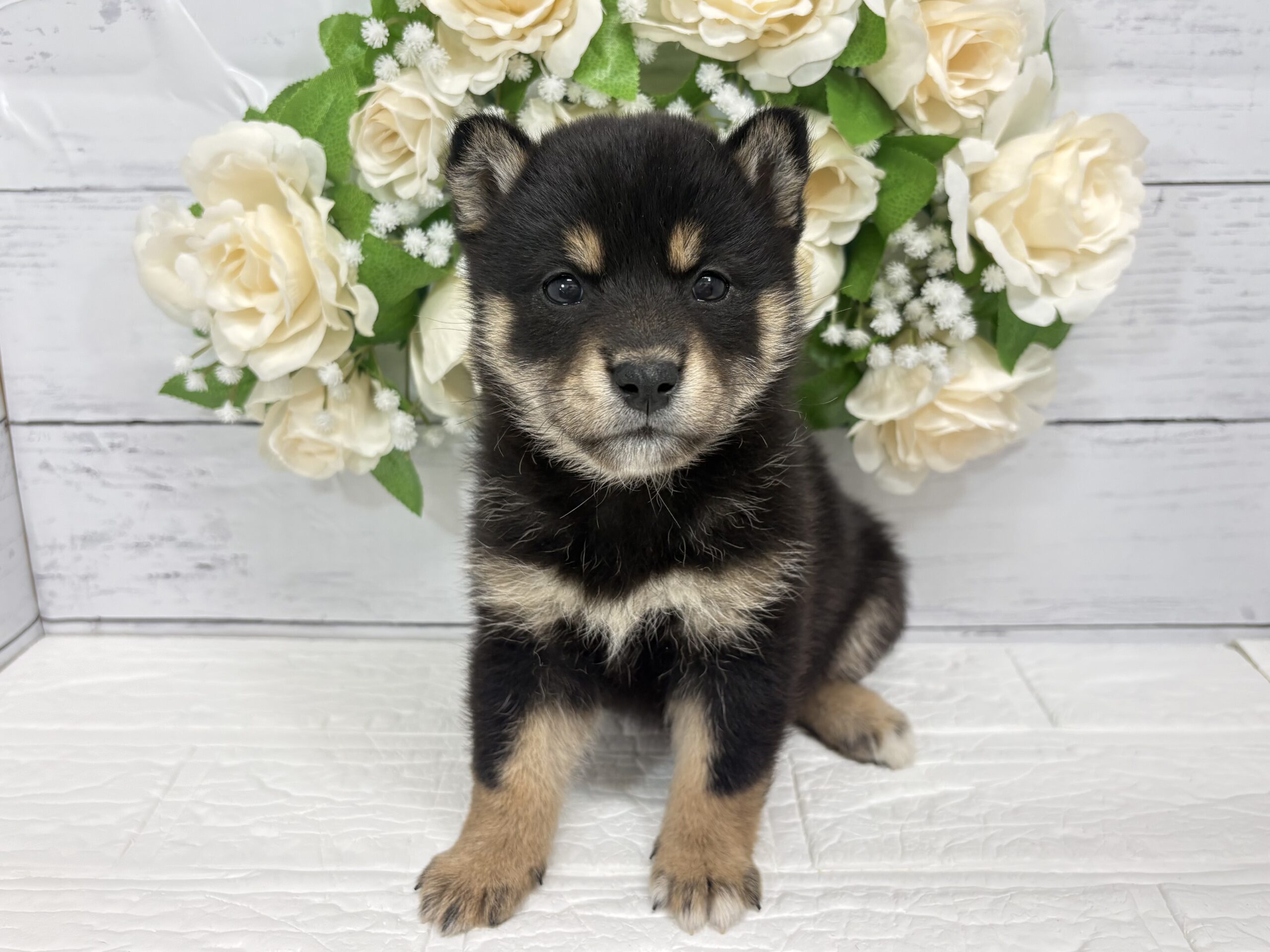 柴犬