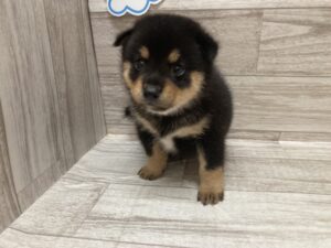 ⑨MIX(チワワ×柴犬)　￥272,800(税込)