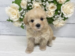 MIX(父マルチーズ×母トイプードル)￥207,900(税込)