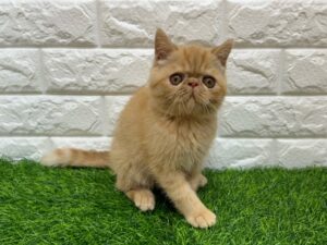 エキゾチック ￥328,900(税込)→7/9まで￥295,900(税込)