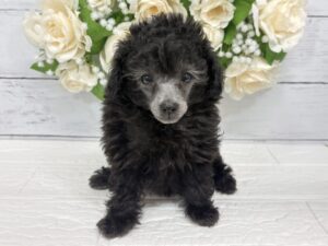 トイプードル￥460,900(税込)