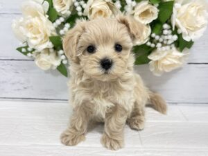 MIX(父トイプードル×母マルチーズ)￥251,900(税込)