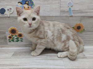 スコティッシュフォールド(立耳)　￥162,800(税込)→7/26まで4万円引き