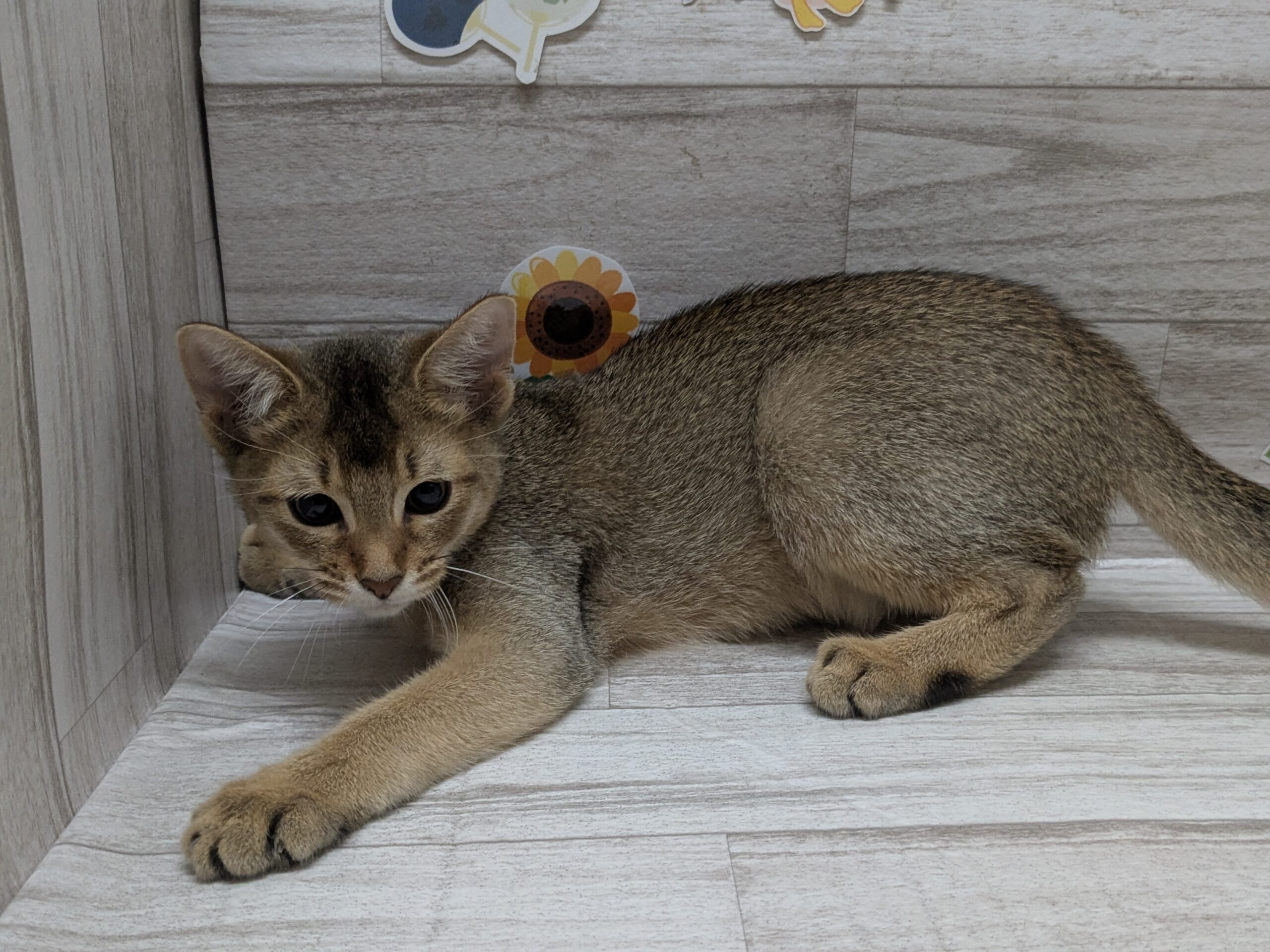 ②ソマリ
