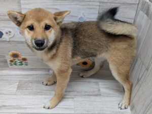 ⑧柴犬　￥173,800(税込)→7/26まで6万円引き