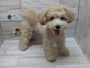 ⑥Mix(マルチーズ×トイプードル)　￥140,800(税込)→7/26まで3万円引き