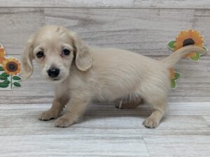 ④ミニチュアダックスフンド(ロング)　￥206,800(税込)