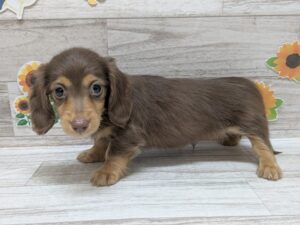 ⑤ミニチュアダックスフンド(ロング)　￥206,800(税込)