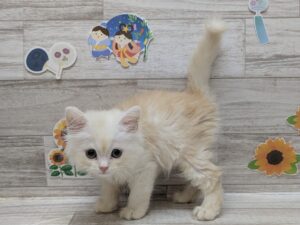 ⑥ミヌエット(足長)　￥195,800(税込)→8/23まで2万円引き