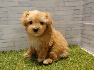 MIX(マルチーズ×トイプードル）￥218,900(税込)→7/23迄￥185,900(税込)