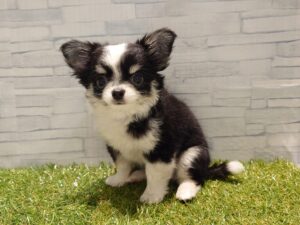 ⑪チワワ（ロング）￥185,900(税込)→7/10迄￥152,900(税込)