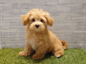 MIX(マルチーズ×トイプードル）￥152,900(税込)→8/23迄￥119,900(税込)