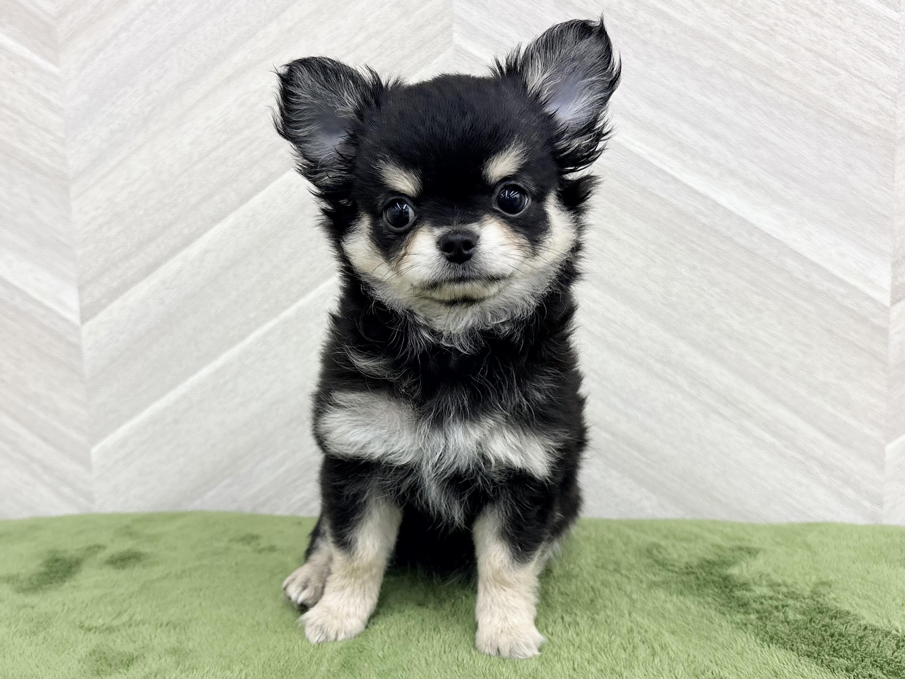 ⑥チワワ（ロング）