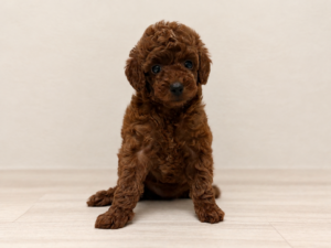 トイプードル　￥140,800(税込)