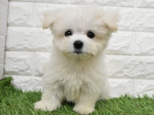 Mix（父マルチーズ×母ポメラニアン）￥229,900(税込)→8/23(日)まで3万円引き！
