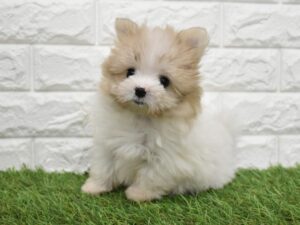 Mix(父ポメラニアン×母マルチーズ)￥262,900(税込)→7/26まで￥229,900(税込)