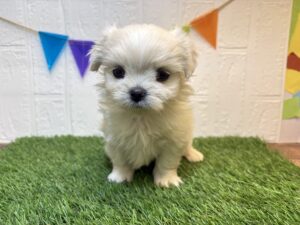 ⑤Mix（父マルチーズ×母ペキニーズ）￥240,900(税込)7/13まで→￥207,900(税込)