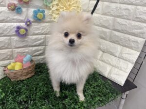 ポメラニアン　￥75,900(税込)