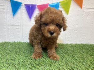 ②トイプードル￥262,900(税込)7/21まで→￥229,900(税込)