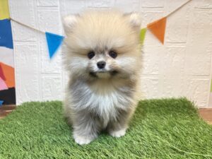 ①ポメラニアン￥295,900(税込)→7/27まで￥262,900(税込)
