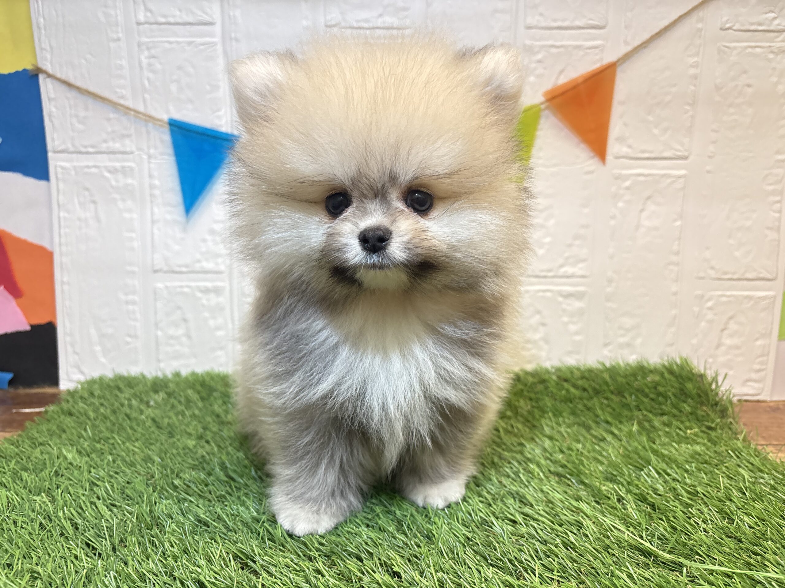①ポメラニアン